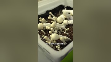 Inside a legal magic mushroom grow operation ​​🍄 #shorts