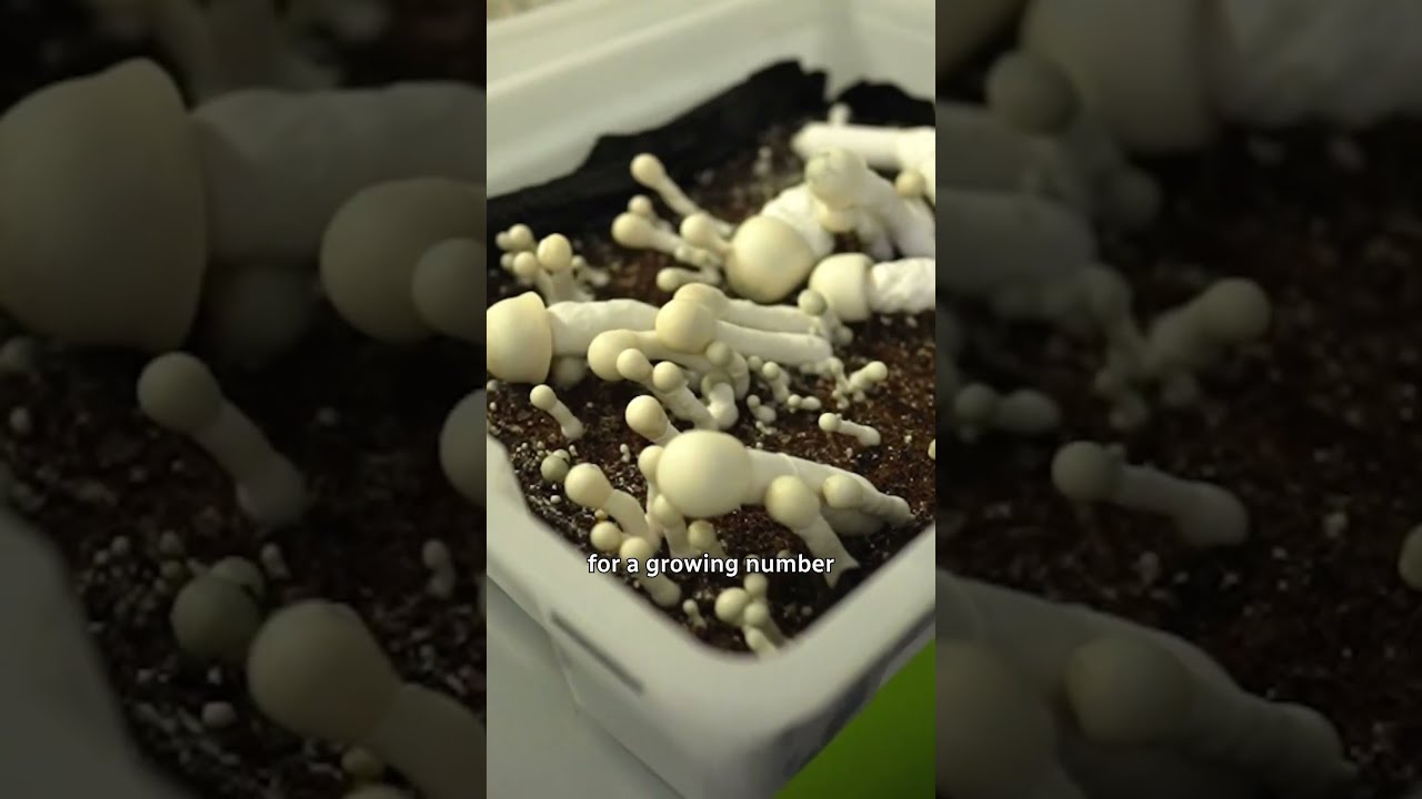 Inside A Legal Magic Mushroom Grow Operation Shorts