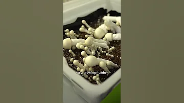 Inside A Legal Magic Mushroom Grow Operation Shorts 