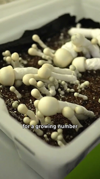 Inside a legal magic mushroom grow operation ​​🍄 #shorts