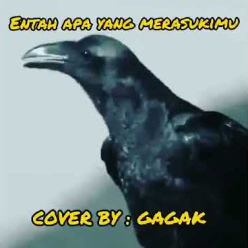 Entah apa yang merasuki mu cover by gagak