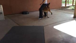 Carlsbad Dog Trainer Tami McLeod of Baja Dog Training