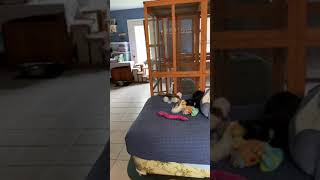 Maddox 2