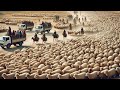 مزارع عملاقة مذهلة 287 مليون رأس من الأغنام ي رب ونها بهذه الطريقة من ق بل المزارعين الصينيين