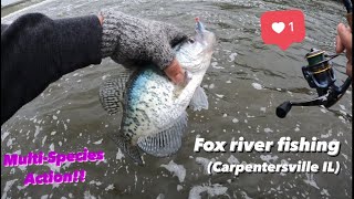 Fox river fishing (Carpentersville IL) Multispecies Action!!