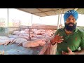 How to start pig farm. Zero se hero banne wala BS Randhawa. Aapko dekha perfect training 9877094830