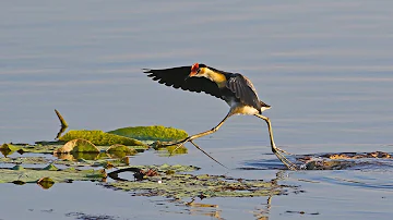Jacana - Jesus bird, Lilly trotter or Comb-crested Jacana. A documentary