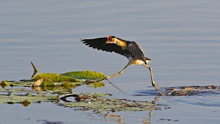 Jacana - Jesus bird, Lilly trotter or Comb-crested Jacana. A documentary