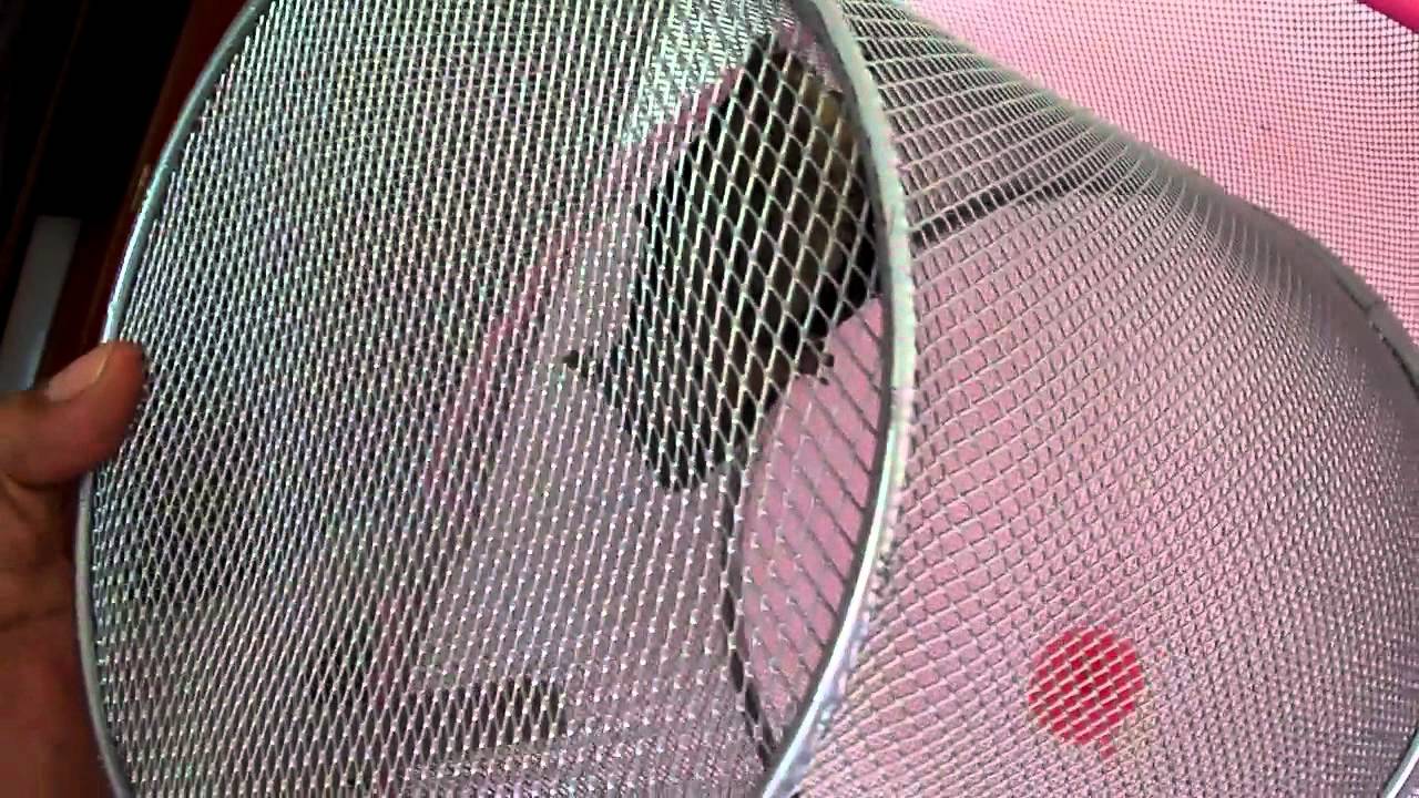 Captura de murciélago en una vivienda