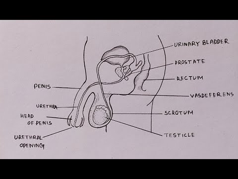 Given alongside is a diagram of the male reproductive system in humans.  Label the parts indicated by numbers 1 to 5, and state their functions.