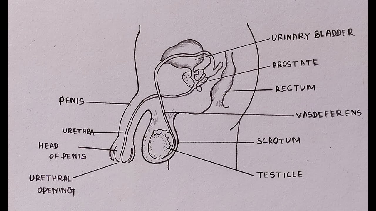 How to draw diagram of male reproductive system easily - step by step