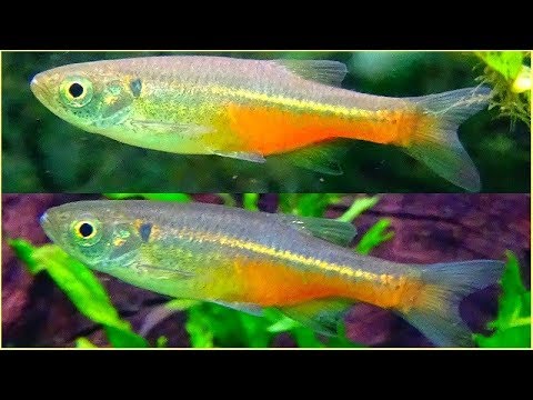 Devario sondhii - Hora & Mukerji, 1934 - (Cyprinidae) - "Danio orange" - Paris/France - 12/2019