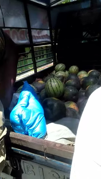 Penjual semangka keliling