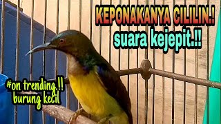 KORLAP GACOR KEJEPIT.!!  MASTERAN BURUNG KECIL KOLIBRI KELAPA WICEH GACOR