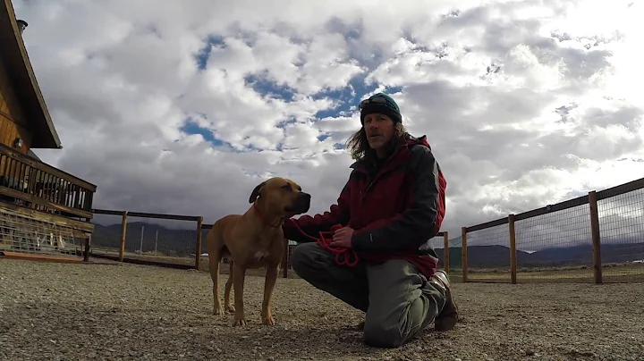 Brian Agnew The Balanced Dog: Defense Drive Explai...