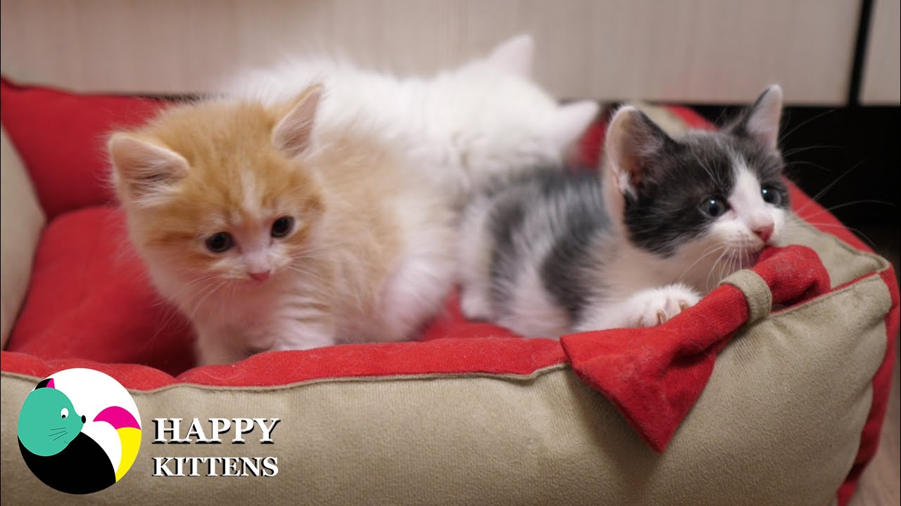 Собака боится играть с котятами.