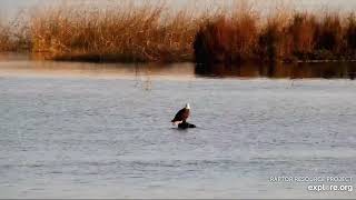 Bald eagles Mississippi River Flyway Cam powered by EXPLORE org