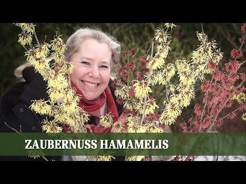 Video: Zaubernuss