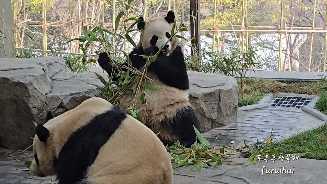 2026.2.20. 루이&후이의 대나무 먹방