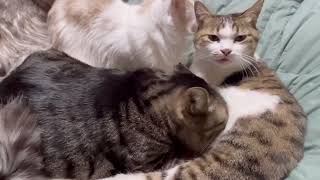 【実家のにゃんず】グルーミング大会⁉#adorablecats #meow #고양이 #猫動画 #猫好き #貓 #ネコ #癒し動画 #可愛い動物 #可愛い猫