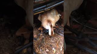 Goose Adopts an Egg Picture on a Cell Phone