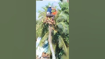 Hồi hộp vua khỉ cưa cây dừa cao. Sawing a tall coconut tree #short #vuakhi
