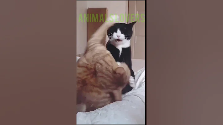 Video 6641731: cat animals lover funny, cute animals cat lover