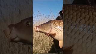 Big Fish Karpfenangeln Auf Die Dicken