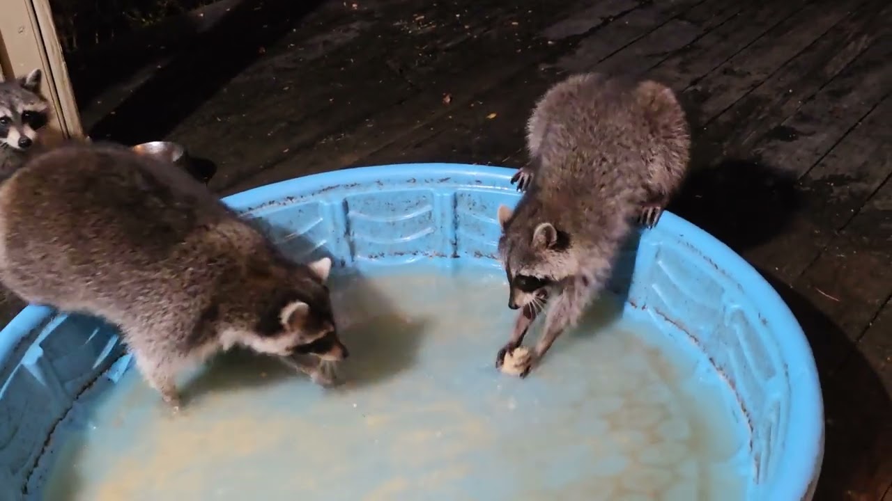 Tuesday March 10th hungry opossum and raccoons I got a high table and chairs and am trying them out!