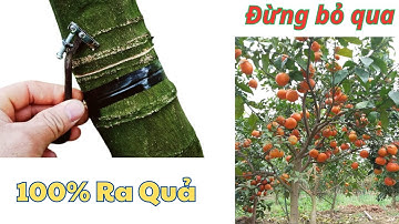 Cách kích thích cây cam ra trái – 100% hiệu quả - Cây Trồng Vũ Tiến