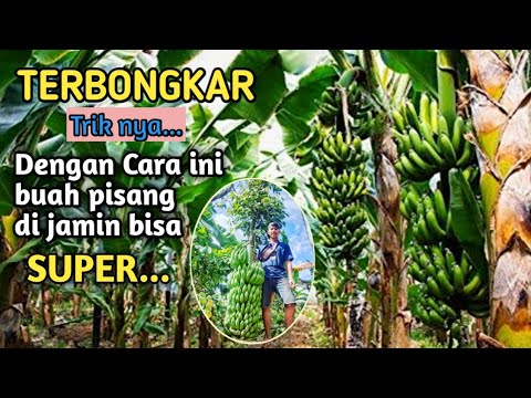 Berapa Bulan Pisang Cavendish Berbuah