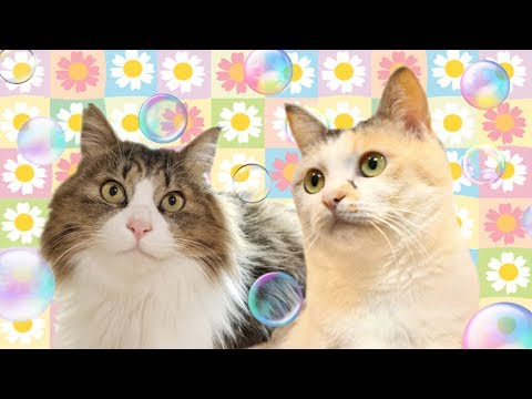 Pastel Cat World Oshineko