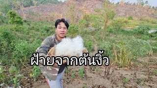 เก็บฝ้ายจากต้นงิ้วยักษ์มาทำสำลีปั่นหูเคยใช้กันหรือยัง!