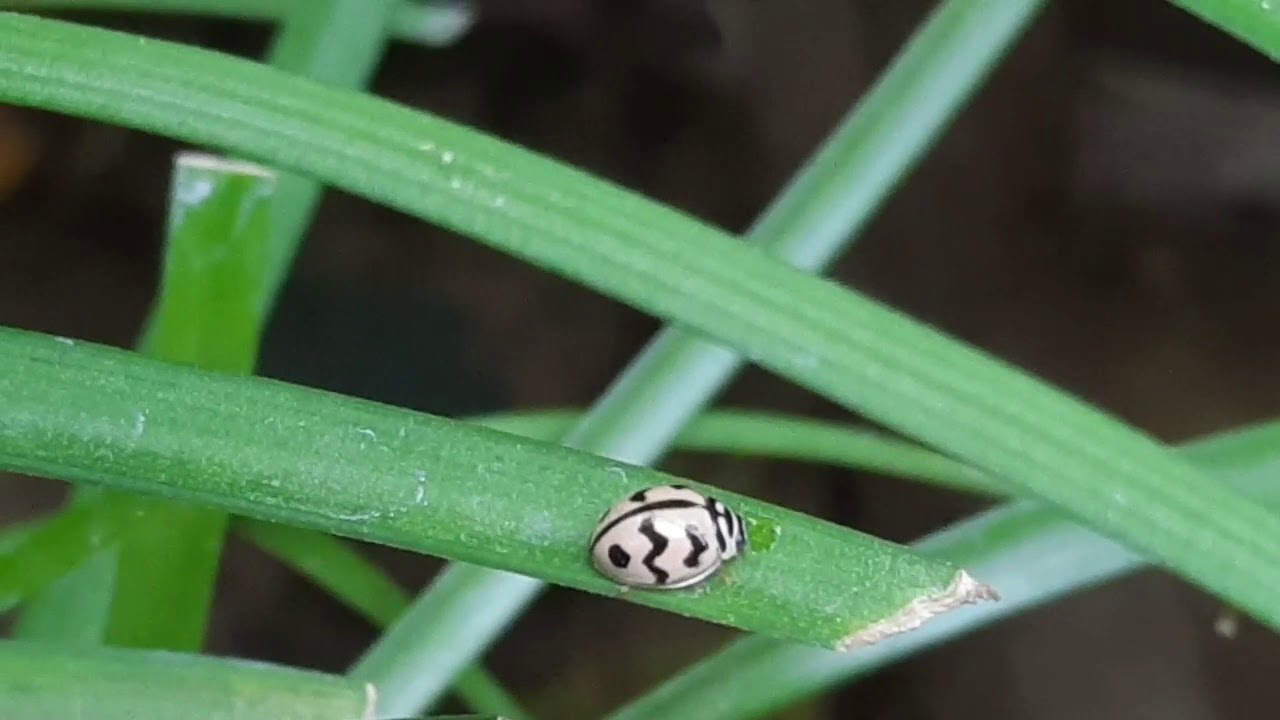 white lady bug | Ladybeetles | coccinellidae | Miraculous ladybug .good ...
