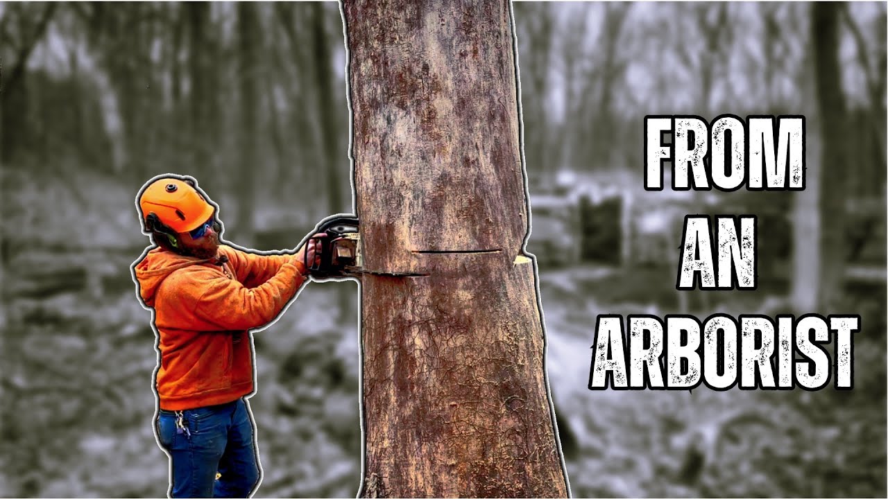 Safest Way To Cut Down A Tree YouTube