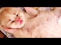 مش هتصدقوا القطط كمان بتبوس بعض Cute Baby Cat Cats Give A Kiss To Another 