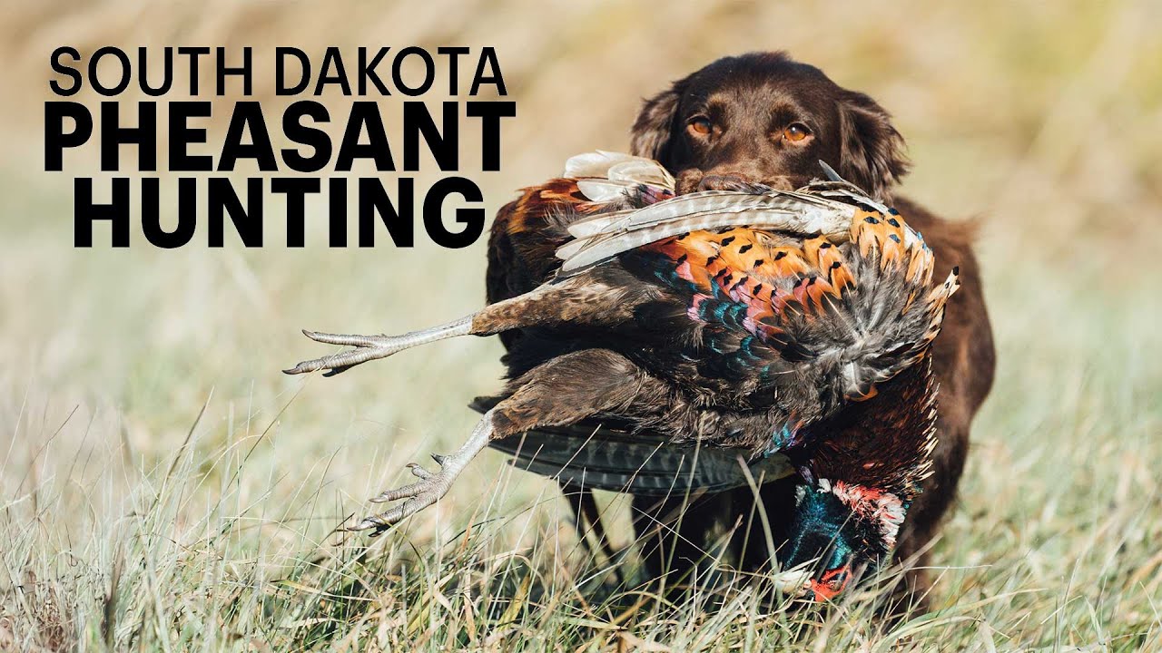 South Dakota Pheasant Hunt with Ward Burton | Habitat Management