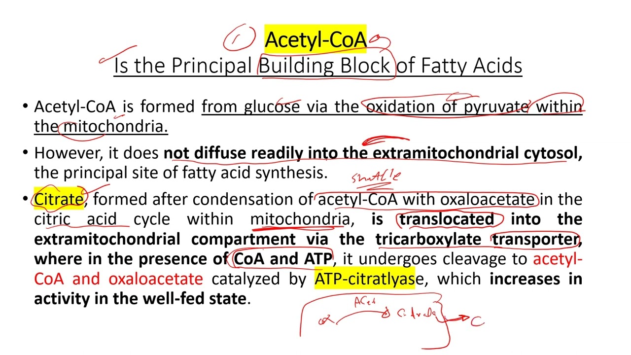 lec 15 part 1 fatty acid synthesis