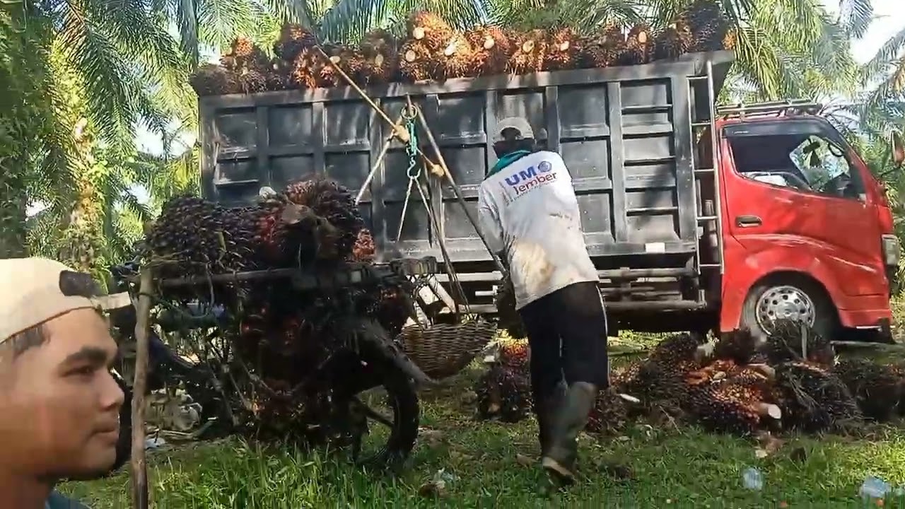 Panen sawit ganti rotasi, mobil muat maju mundur