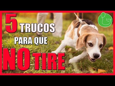 Video: Cómo evitar que un perro corra en círculos