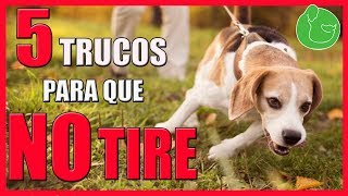 5 Trucos de Adiestramiento Canino para que NO Tire ni Jale de la Correa (Sin Tirones NI Jalones)