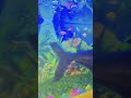 cute cute fish 🐟#love ❤#trending #