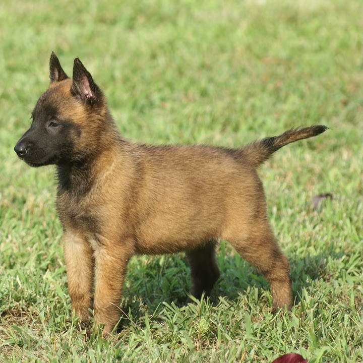 Как выглядит малинуа собака Bite Development Training Sessions With "Moighty" Male Belgian Malinois Puppy Ma