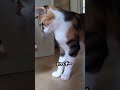 さーちゃんと遊ぶ#保護猫 #ねこけん出身 #猫と遊ぶ #猫のいる暮らし