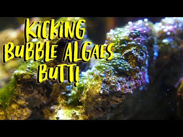 Kicking Bubble Algae's Butt! class=