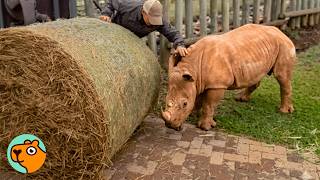 Baby Rhino Tricks Men To Steal Their Hay | Cuddle Buddies