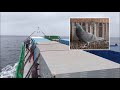 312 taiwan racing pigeon sea race