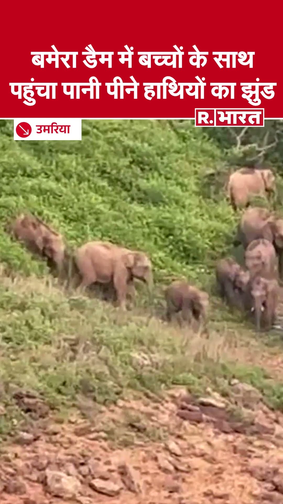 Umaria के Bandhavgarh Tiger Reserve के बमेरा डैम में बच्चों के साथ पहुंचा पानी पीने हाथियों का झुंड