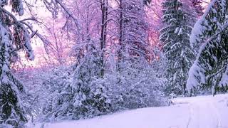 Nlic447 Light447Fatboy X 447Ckourtboy