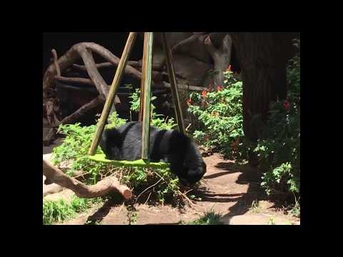 andean-bear-makes-beary-quick-work-of-new-swing-toy